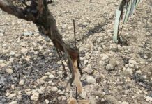 ASAJA CLM califica de “inútil e inservible” la declaración de comarca cinegética por daños de conejo y plantea el control biológico como alternativa