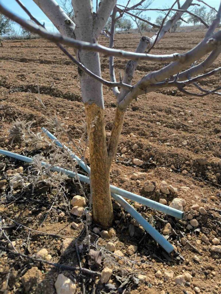 ASAJA CLM califica de “inútil e inservible” la declaración de comarca cinegética por daños de conejo y plantea el control biológico como alternativa 2 asajaclmdanosconejo 3