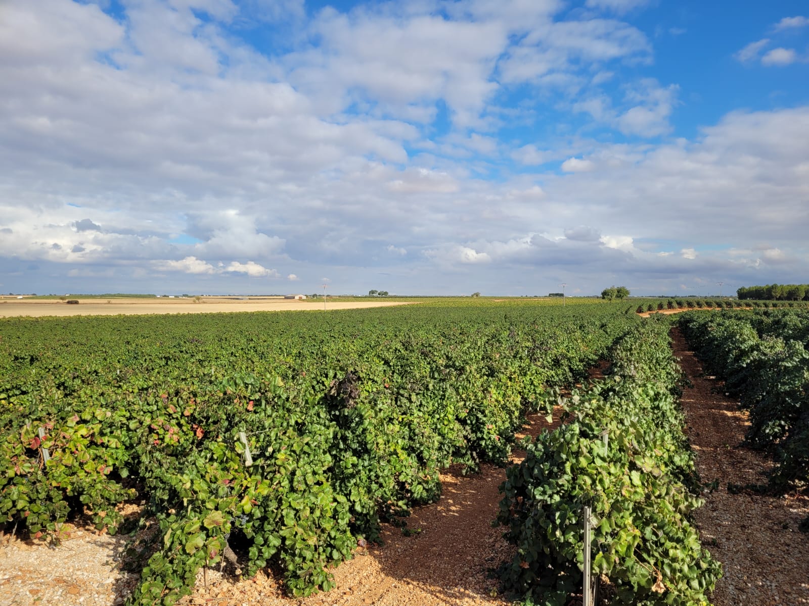 Una empresa de Socuéllamos refuerza su apuesta por la biotecnología ecológica para mejorar la rentabilidad del viñedo