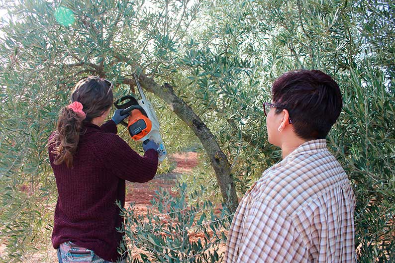 Tomelloso entre los destinos elegidos para la nueva edición del “Programa CULTIVA”