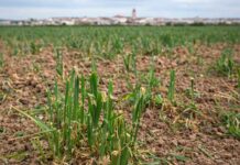 Argamasilla de Alba pide la declaración oficial de plaga de conejos y un plan urgente para salvar el campo Argamasilla de Alba pide la declaración oficial de plaga de conejos y un plan urgente para salvar el campo