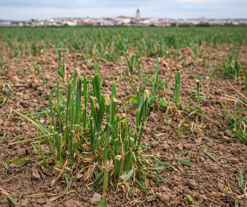 Argamasilla de Alba pide la declaración oficial de plaga de conejos y un plan urgente para salvar el campo