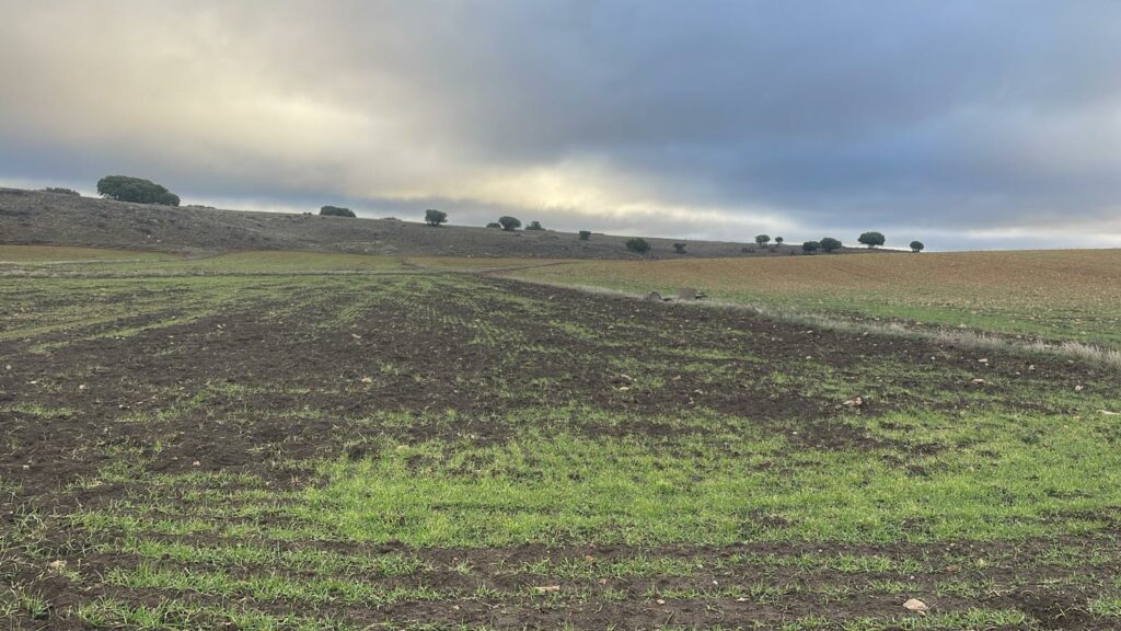 ASAJA Ciudad Real denuncia la falta de control de la fauna silvestre ante los graves daños del jabalí en el Campo de Montiel 1 danosjabaliesmontiel