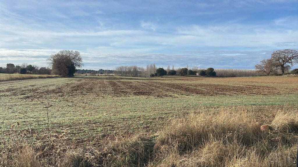 ASAJA Ciudad Real denuncia la falta de control de la fauna silvestre ante los graves daños del jabalí en el Campo de Montiel 2 danosjabaliesmontiel 2