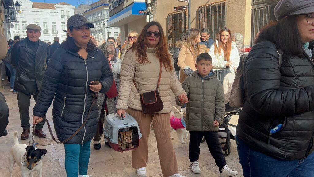 Tomelloso despide San Antón con una procesión multitudinaria y la esperada bendición de animales 1 desfile san anton bendicion animales 3