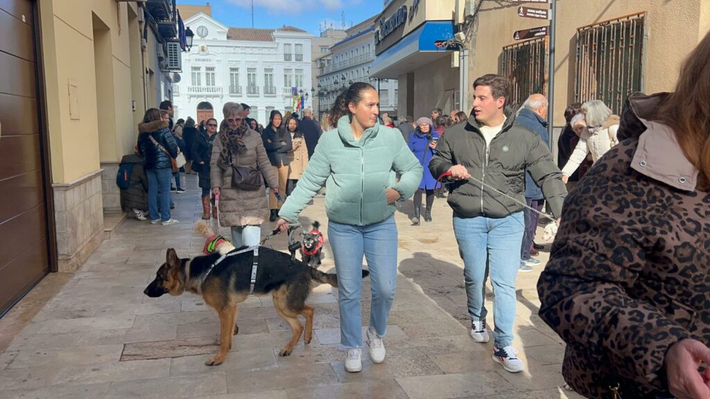 Tomelloso despide San Antón con una procesión multitudinaria y la esperada bendición de animales 2 desfile san anton bendicion animales 4