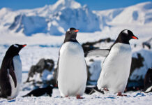 Día de Concienciación por los Pingüinos: lo que está pasando en la Antártida debería preocuparnos Día de Concienciación por los Pingüinos: lo que está pasando en la Antártida debería preocuparnos