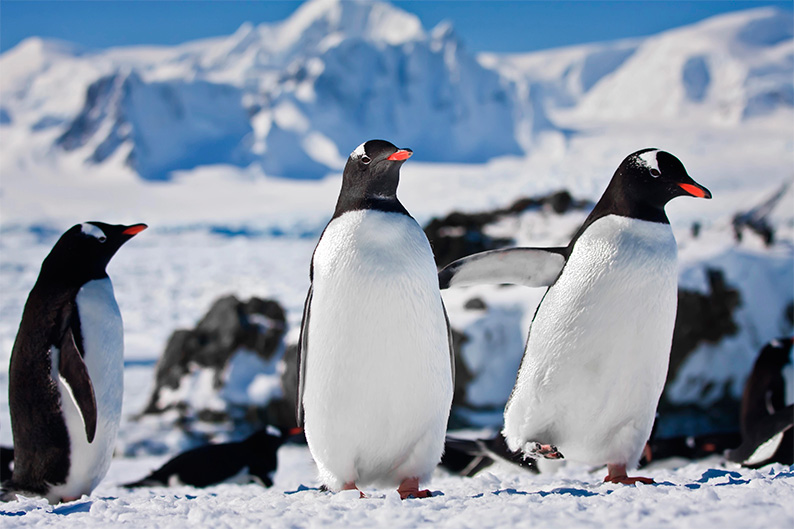 Día de Concienciación por los Pingüinos: lo que está pasando en la Antártida debería preocuparnos