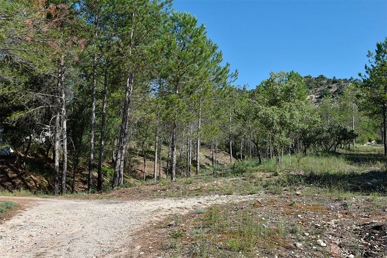 Concedidas ayudas para promover la gestión forestal sostenible y eficiente de 18.400 hectáreas de monte en la provincia de Cuenca