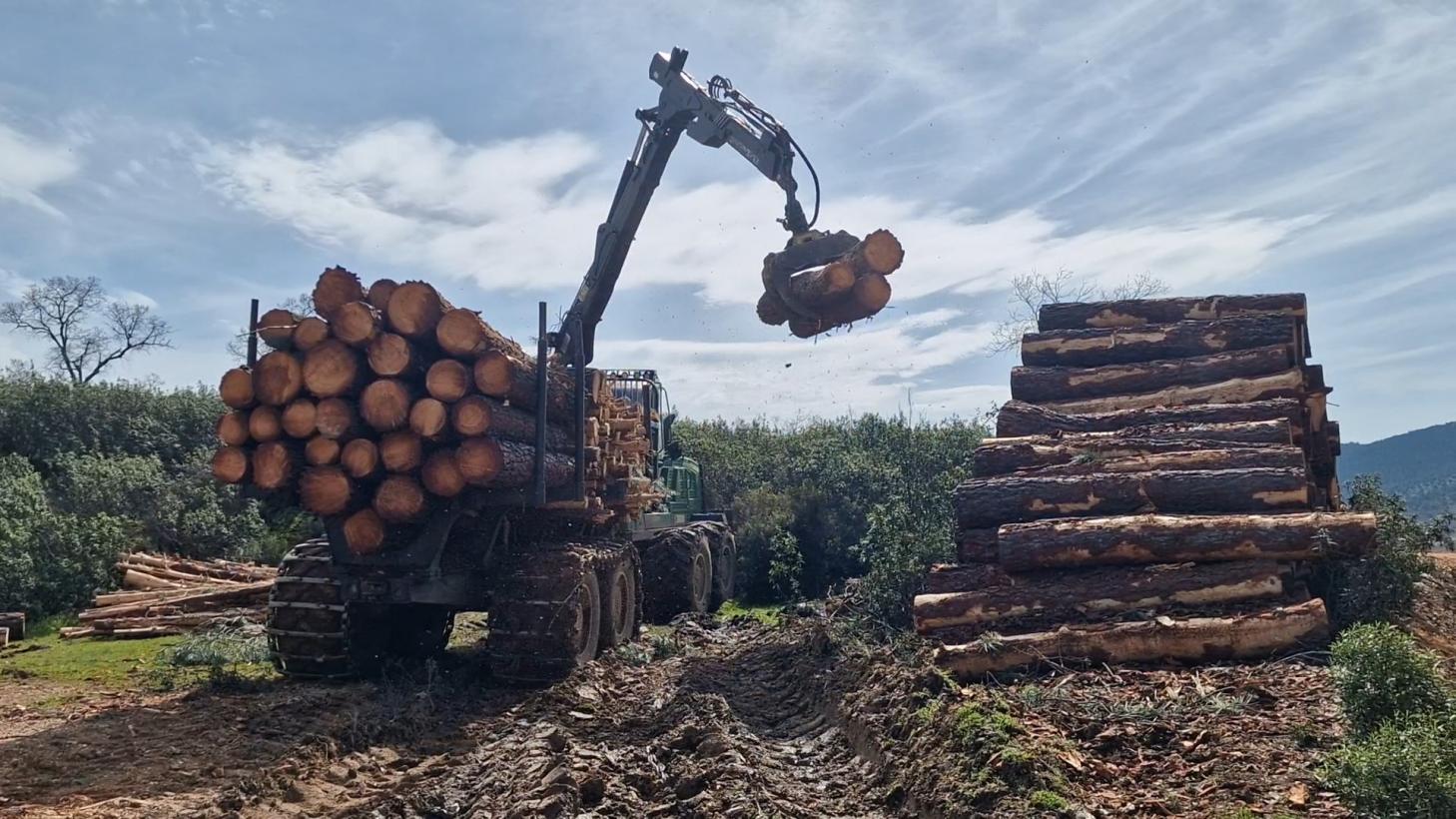 La Junta impulsa la gestión forestal pública y promueve la creación de siete nuevas mancomunidades para tener mayor competitividad en el sector