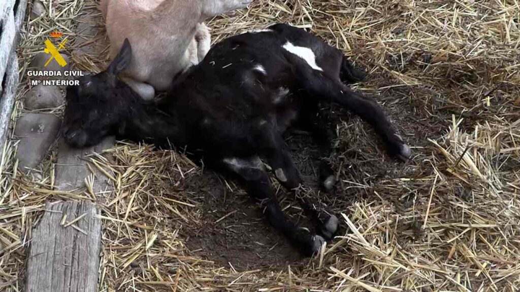 La Guardia Civil lidera la campaña nacional para la lucha contra irregularidades en el sector ganadero 2 guardiacivilsectorganadero 3