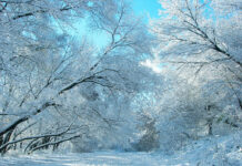 Nevadas a partir de 500 metros y con 20 cm de grosor, avisa Maldonado: «en tan solo 24 horas por la borrasca Goretti»