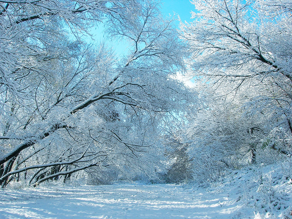 Nevadas a partir de 500 metros y con 20 cm de grosor, avisa Maldonado: 