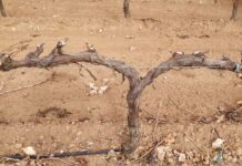 Tomelloso acoge en febrero un curso clave sobre poda de la vid con enfoque práctico Tomelloso acoge en febrero un curso clave sobre poda de la vid con enfoque práctico