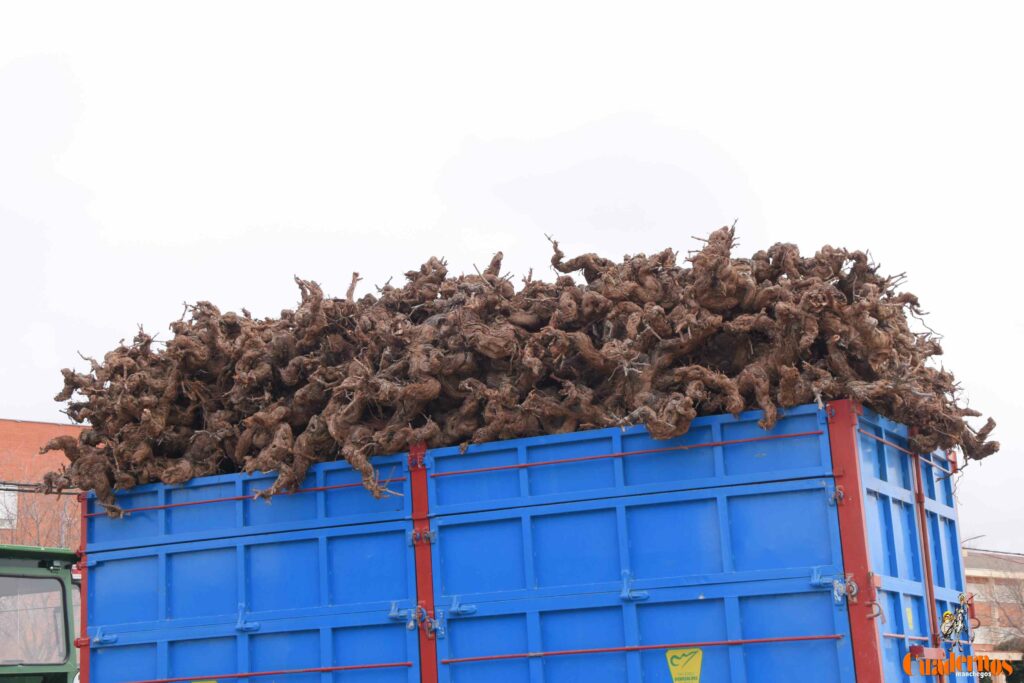 San Antón no se rinde: el concurso de remolques ya tiene ganador y el tapeo mantiene el pulso del día 28 san anton celebracion concurso remolque con cepas 06