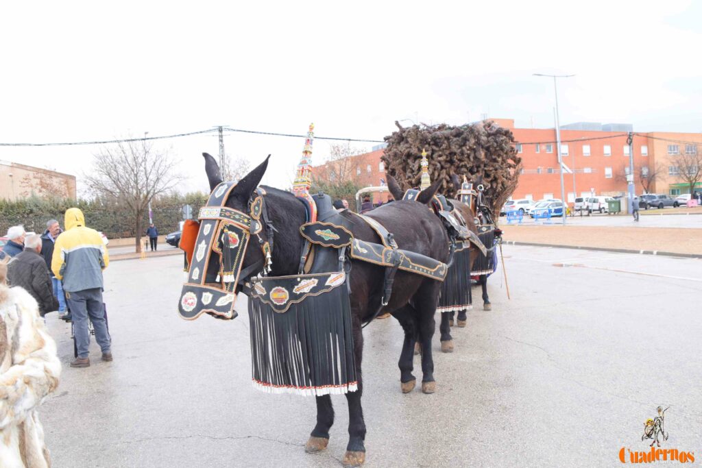 San Antón no se rinde: el concurso de remolques ya tiene ganador y el tapeo mantiene el pulso del día 18 san anton celebracion concurso remolque con cepas 16