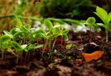 Unión de Uniones exige igualdad de reglas para proteger a los productores ecológicos europeos frente a importaciones desleales