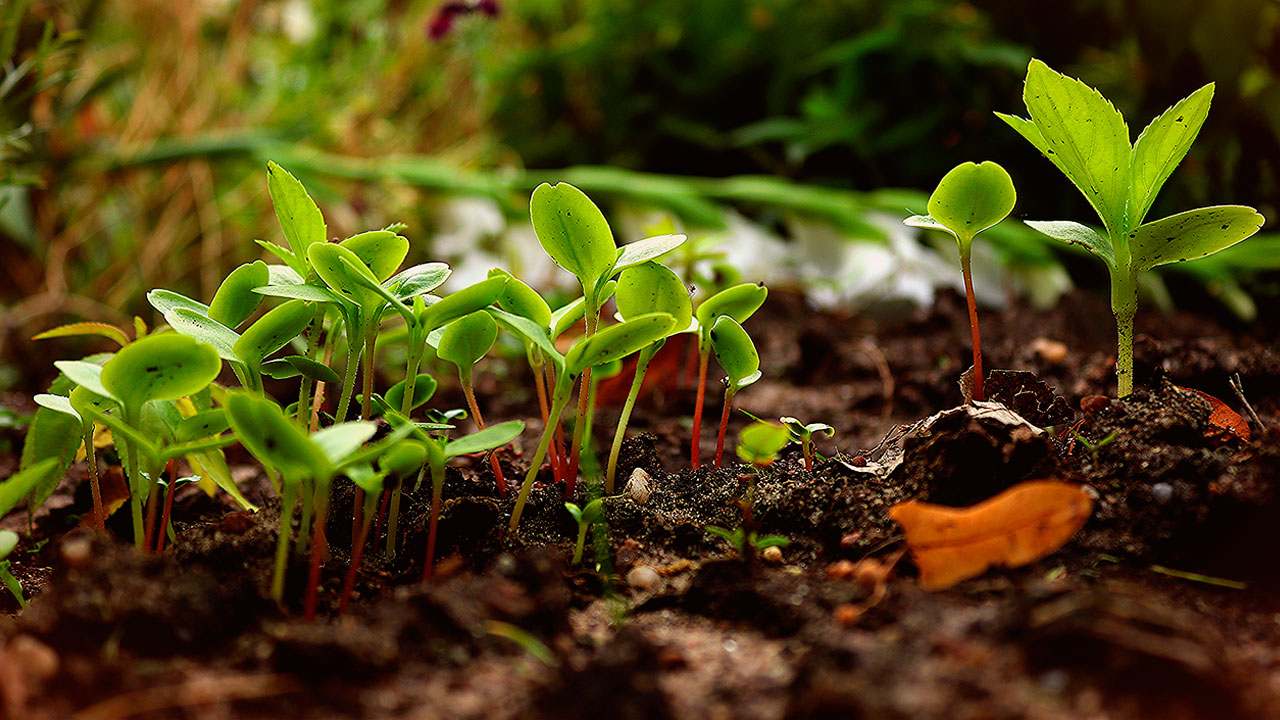 Unión de Uniones exige igualdad de reglas para proteger a los productores ecológicos europeos frente a importaciones desleales