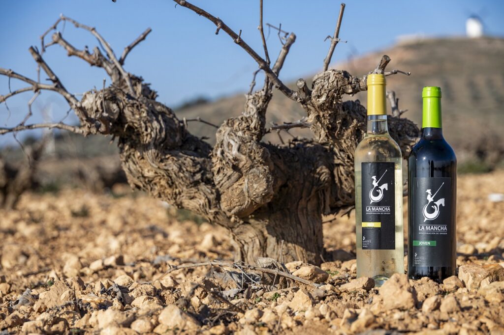 El Consejo Regulador de la DO La Mancha califica la añada 2025 como excelente 2 ada2025 excelente 2