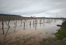 ASAJA Ciudad Real alerta de los graves daños que los temporales de lluvia y viento están causando en el campo