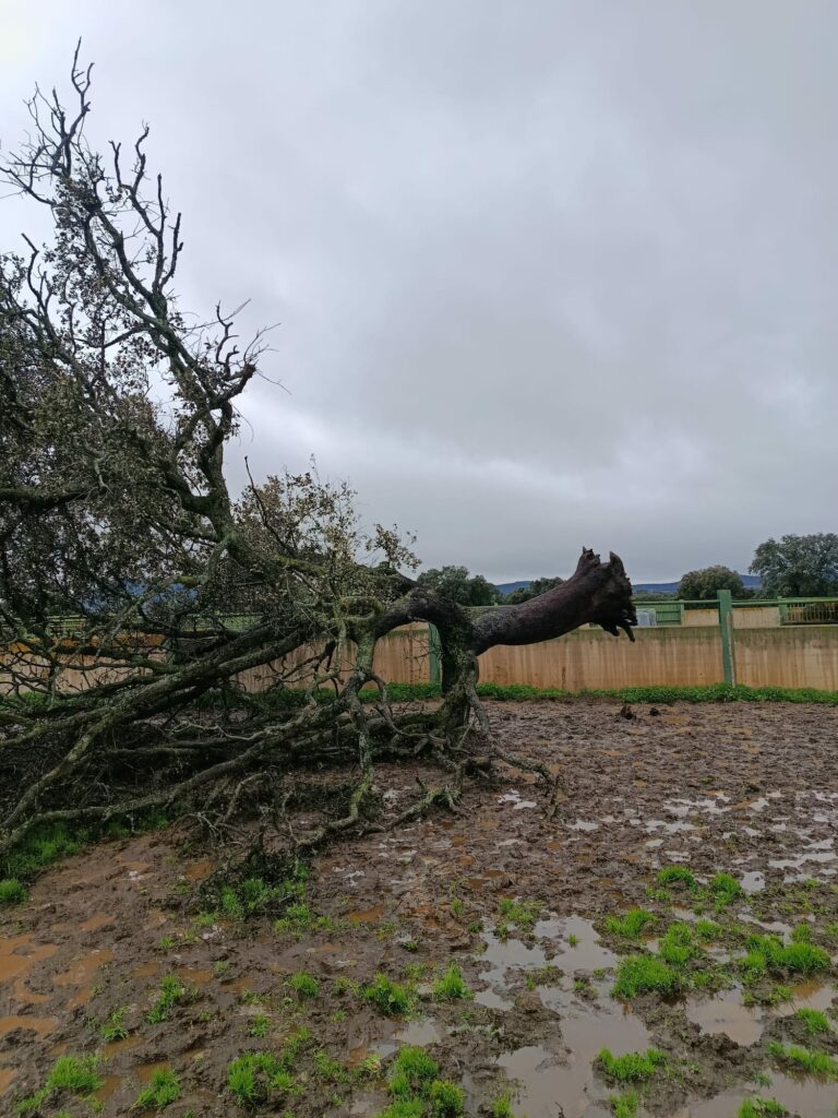 ASAJA Ciudad Real alerta de los graves daños que los temporales de lluvia y viento están causando en el campo 9 asajaciudadrealdanos 3