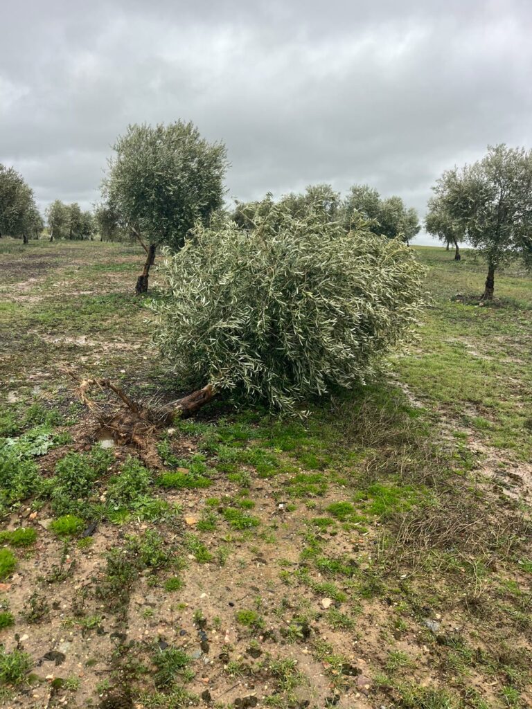 ASAJA Ciudad Real alerta de los graves daños que los temporales de lluvia y viento están causando en el campo 8 asajaciudadrealdanos 4