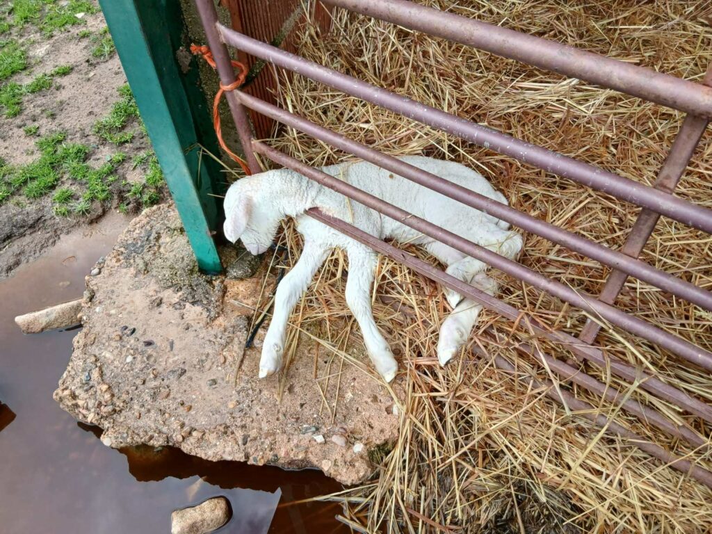 ASAJA Ciudad Real alerta de los graves daños que los temporales de lluvia y viento están causando en el campo 2 asajaciudadrealdanos 5