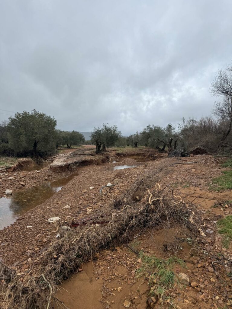 ASAJA Ciudad Real alerta de los graves daños que los temporales de lluvia y viento están causando en el campo 7 asajaciudadrealdanos 6