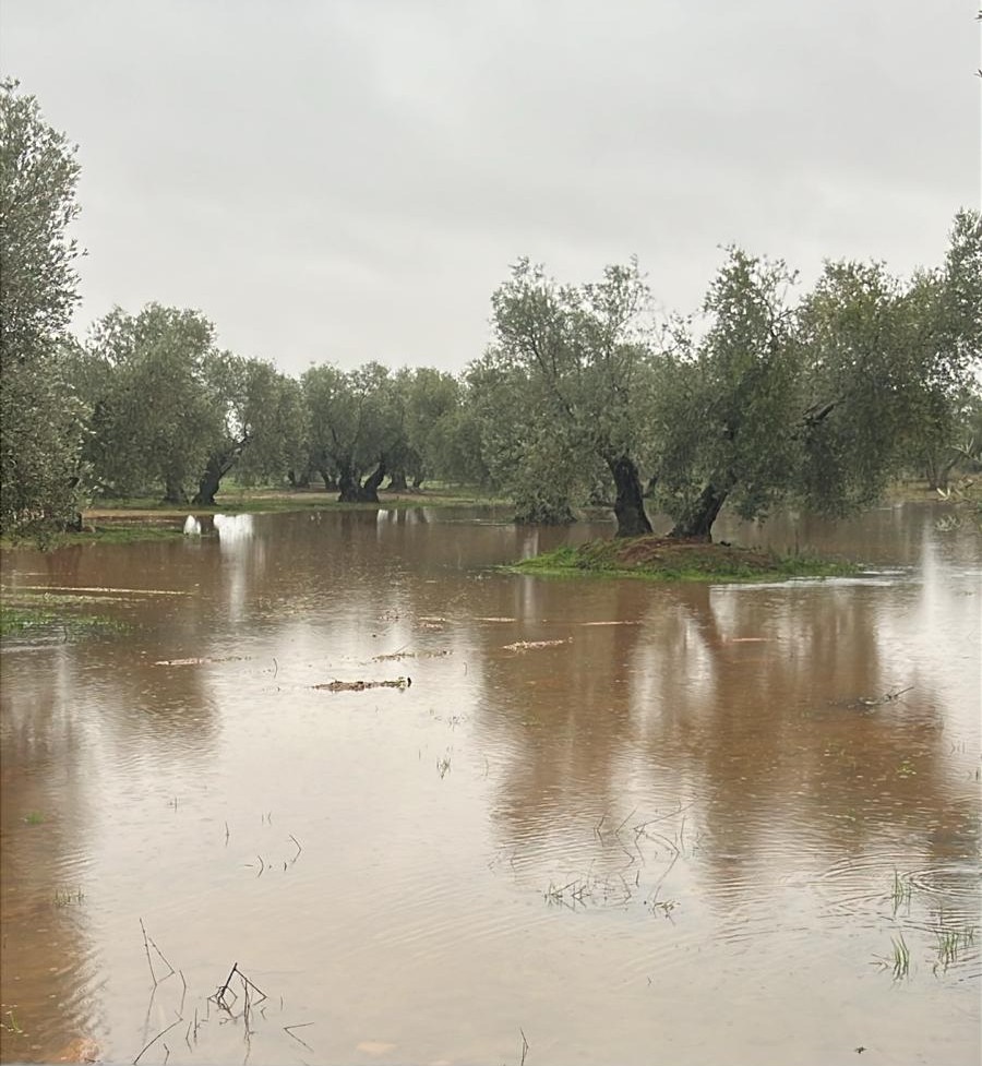 ASAJA Ciudad Real alerta de los graves daños que los temporales de lluvia y viento están causando en el campo 4 asajaciudadrealdanos 9
