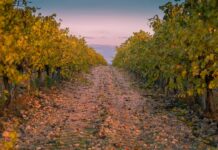 Castilla-La Mancha perderá 35 millones de euros del PDR 2014-2022, según fuentes del Ministerio de Agricultura