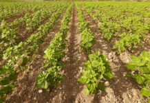 ASAJA Cuenca exige a la Consejería de Agricultura que comunique urgentemente las resoluciones de la ayuda agroambiental del girasol