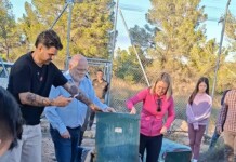 La Junta reintroduce dos nuevos ejemplares de lince ibérico en la provincia de Albacete La Junta reintroduce dos nuevos ejemplares de lince ibérico en la provincia de Albacete