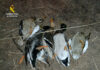 La Guardia Civil identifica a tres personas cazando aves migratorias acuáticas incumpliendo la normativa vigente La Guardia Civil identifica a tres personas cazando aves migratorias acuáticas incumpliendo la normativa vigente