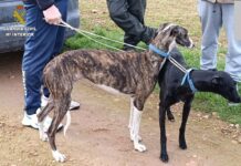 La Guardia Civil desarticula una red de furtivismo que generó alarma en Manzanares y Membrilla