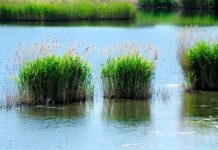 La Junta programa dos rutas interpretadas en la provincia de Albacete con motivo del ‘Día Mundial de los Humedales 2026’