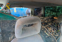 La Guardia Civil procedió a la aprehensión de dos partidas de aceituna hurtada en la provincia de Ciudad Real