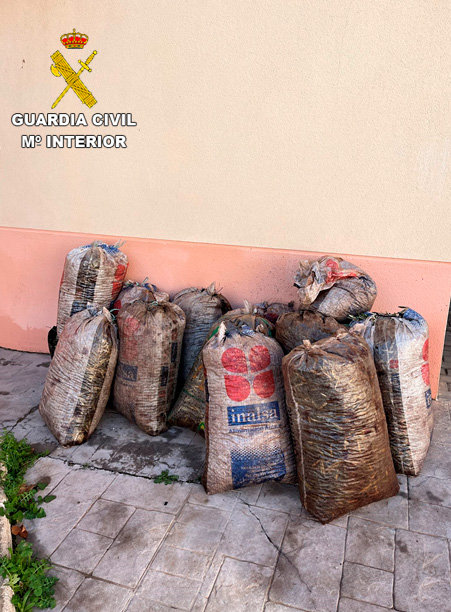 La Guardia Civil procedió a la aprehensión de dos partidas de aceituna hurtada en la provincia de Ciudad Real 2 hurto aceituna malagon 3