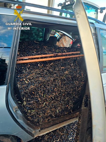 La Guardia Civil procedió a la aprehensión de dos partidas de aceituna hurtada en la provincia de Ciudad Real 1 hurto aceituna malagon 4