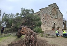 La Junta de Comunidades retira el árbol de grandes dimensiones derribado por el viento junto a la ermita de Alarcos en Ciudad Real