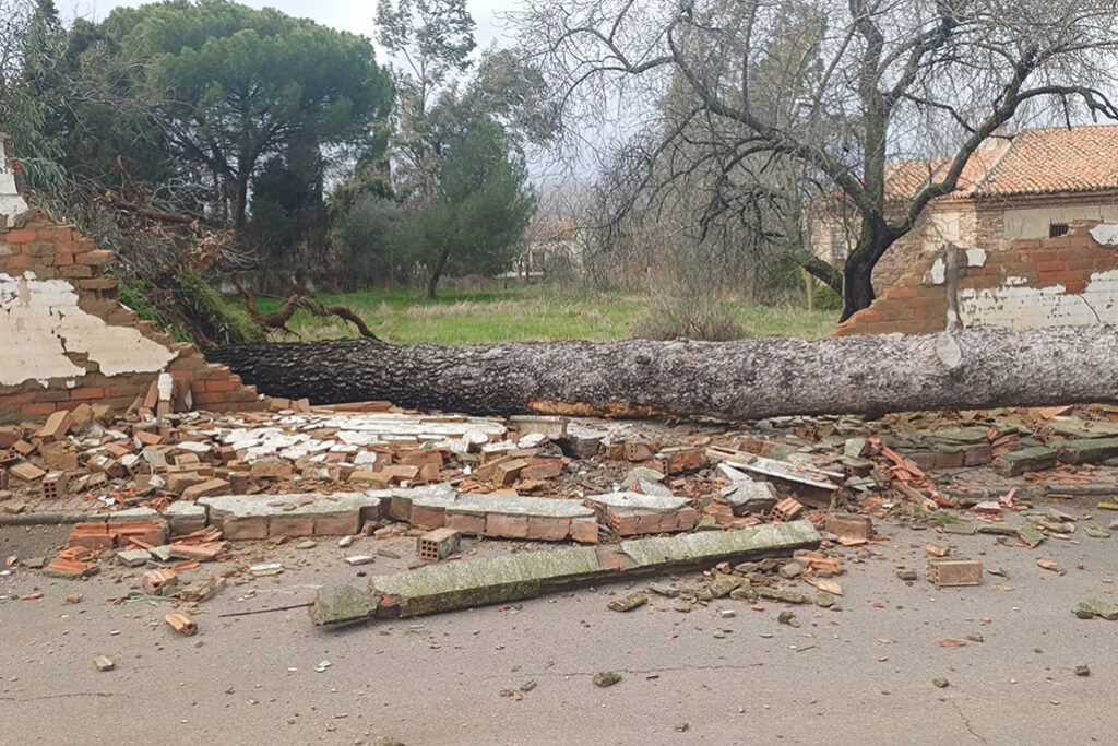 Leonardo motivó un intervención de emergencia la pasada madrugada por lluvias y el viento ha derribado varios árboles en Almodóvar del Campo 2 leonardo almodovar 3