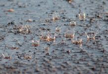 Temporal este 9 de febrero en España: dónde lloverá más y qué zonas están bajo aviso por viento y nieve
