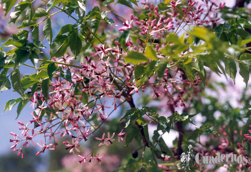 Plantas de Tomelloso catalogadas como venenosas en nuestra comarca: identificación y precauciones