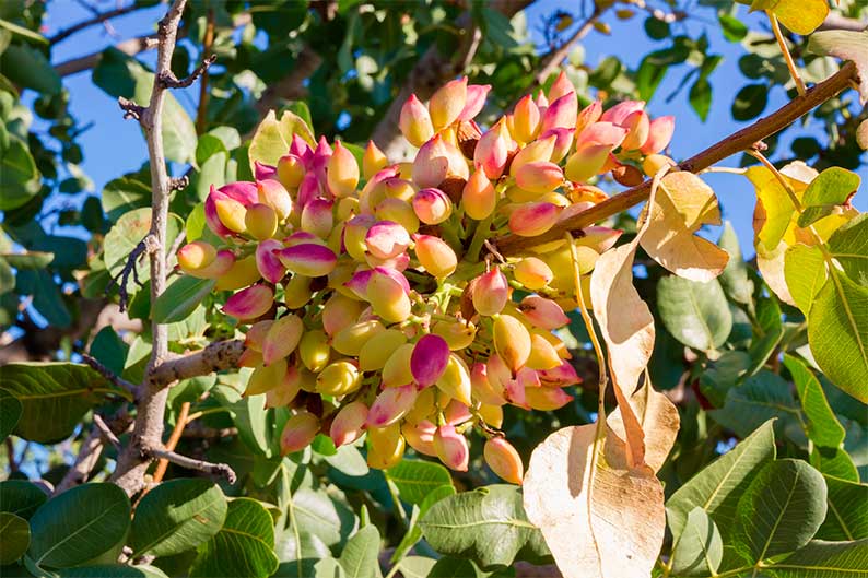 La producción de pistacho en Castilla-La Mancha alcanzó las 11.000 toneladas en 2025, superando en un 30% las previsiones iniciales