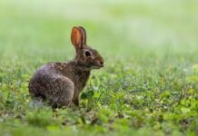 La Unión de Agricultores y Ganaderos de Castilla-La Mancha critica la Resolución de 3 de febrero por insuficiente