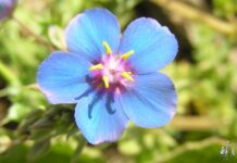 Plantas clasificadas como venenosas en Tomelloso: la cara menos conocida de parques, veredas y ribazos