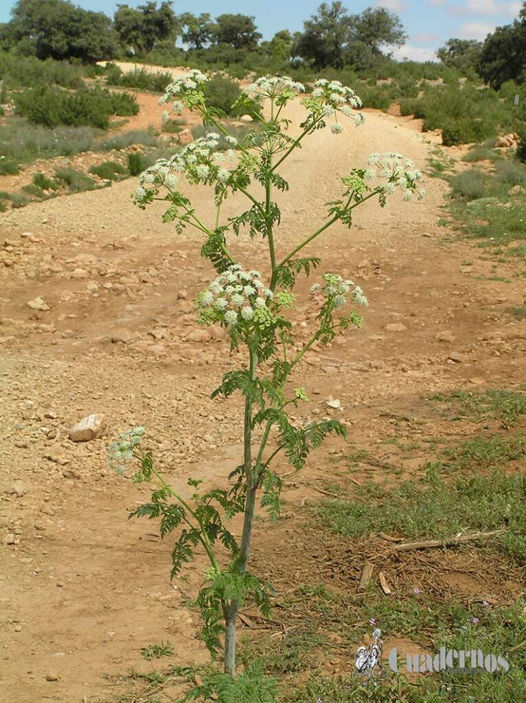Plantas clasificadas como venenosas en Tomelloso: la cara menos conocida de parques, veredas y ribazos 4 plantas venenosas tomelloso uno 4