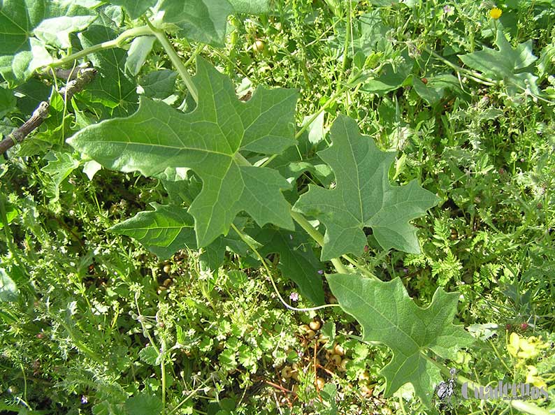 Plantas clasificadas como venenosas en Tomelloso: la cara menos conocida de parques, veredas y ribazos 6 plantas venenosas tomelloso uno 6