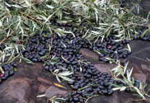 Las últimas lluvias retrasan la recolección de la aceituna aun cuando mejoran las expectativas de los demás cultivos en Castilla-La Mancha