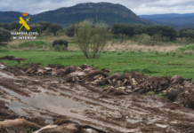 El SEPRONA de la Guardia Civil ha formulado varias denuncias por un exceso de capturas en una montería El SEPRONA de la Guardia Civil ha formulado varias denuncias por un exceso de capturas en una montería
