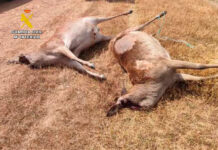 El SEPRONA de la Guardia Civil instruye diligencias por la muerte de dos ciervos sementales de alto valor genético en una granja cinegética de la provincia El SEPRONA de la Guardia Civil instruye diligencias por la muerte de dos ciervos sementales de alto valor genético en una granja cinegética de la provincia